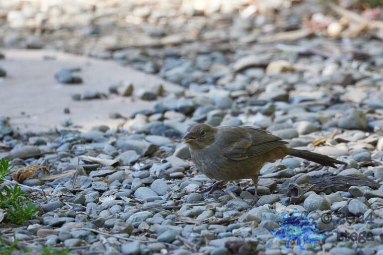 California Towhee
