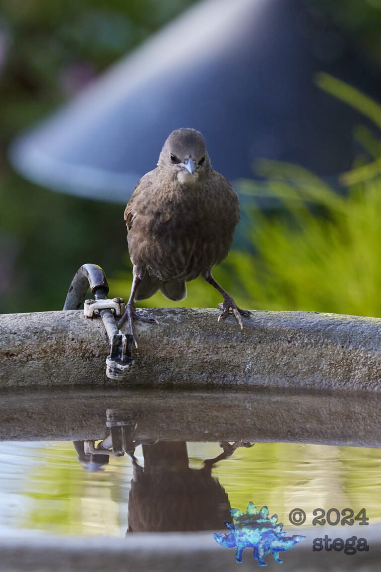 European Starling