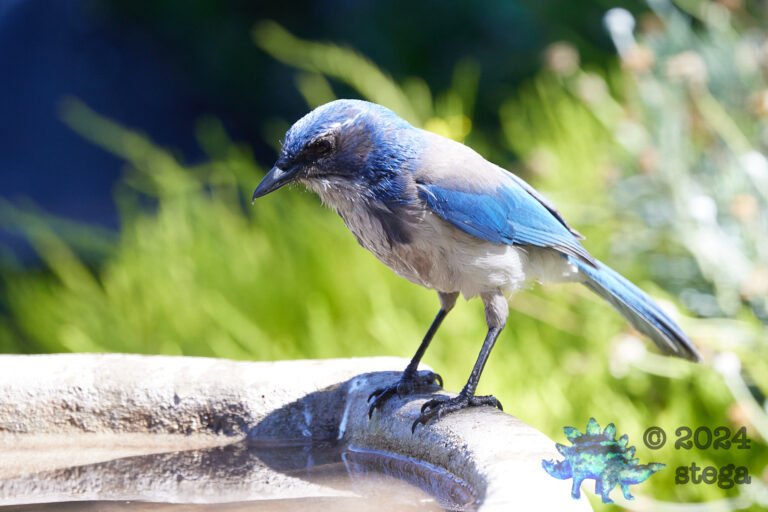 California Scrub Jay
