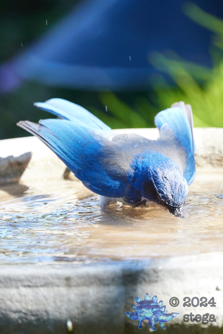 California Scrub Jay