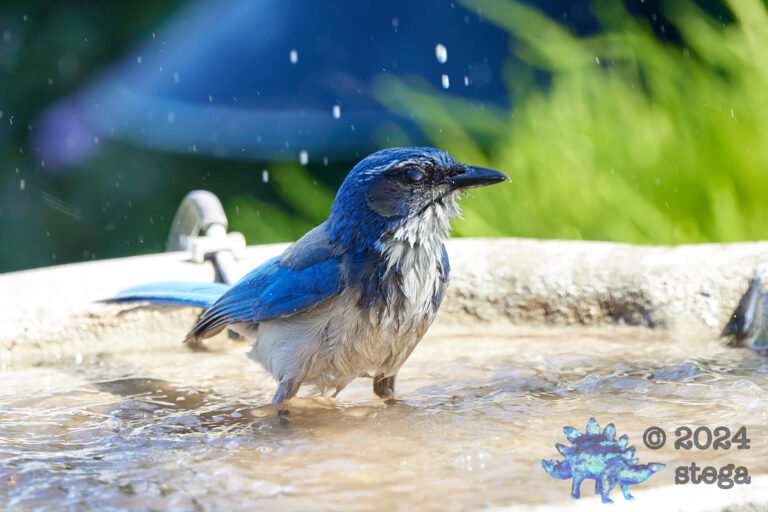 California Scrub Jay