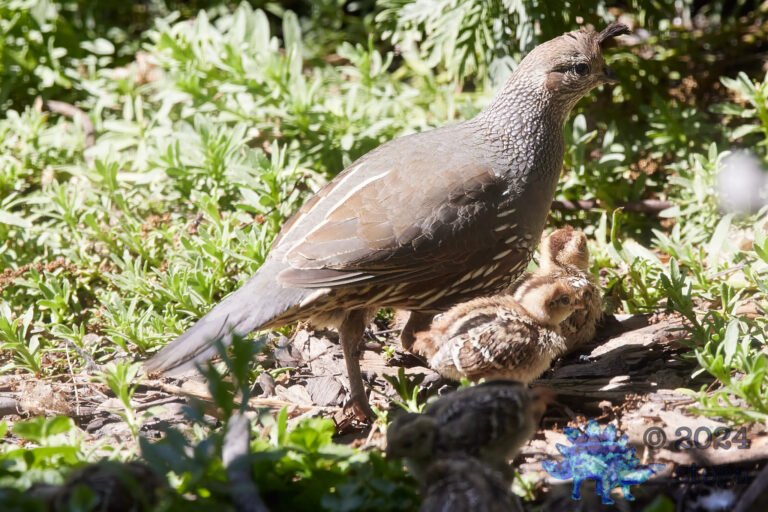 California Quail