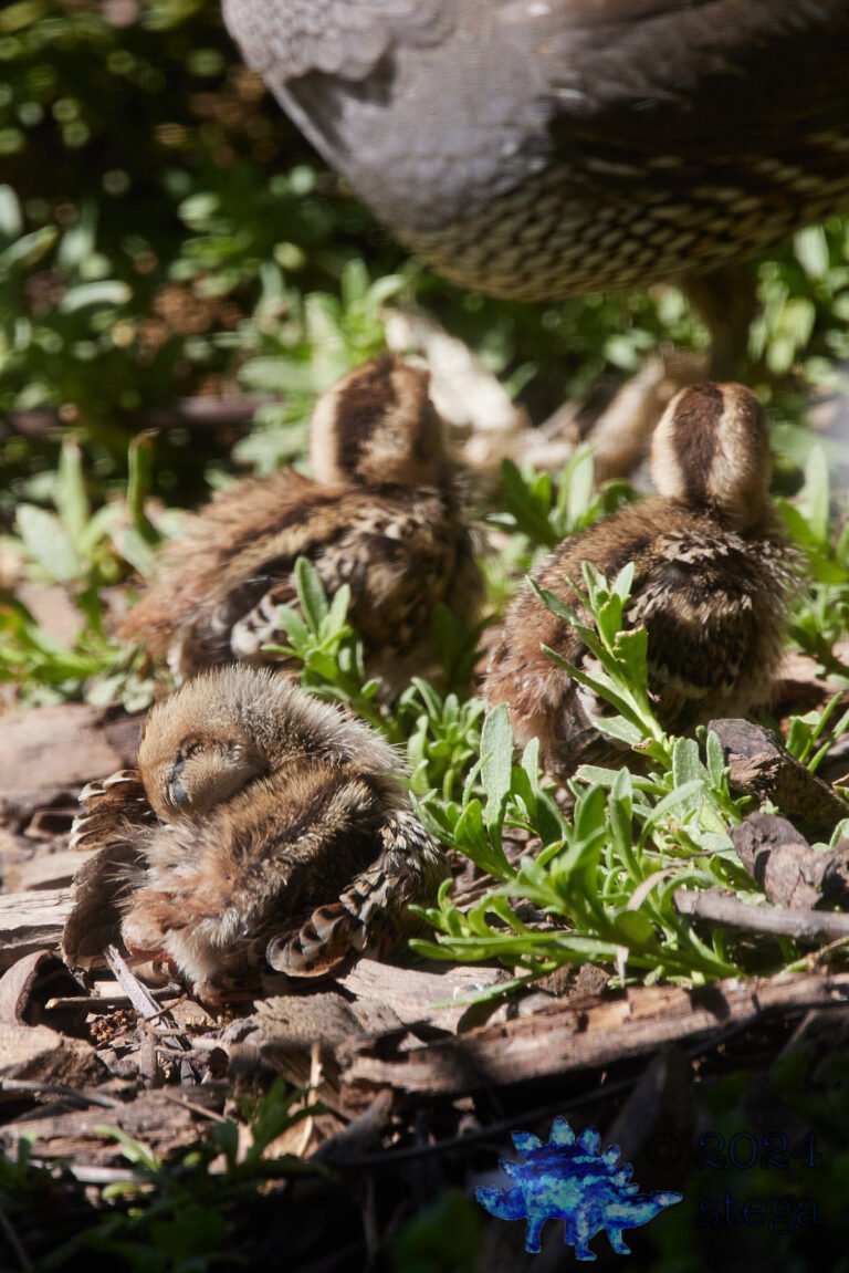California Quail