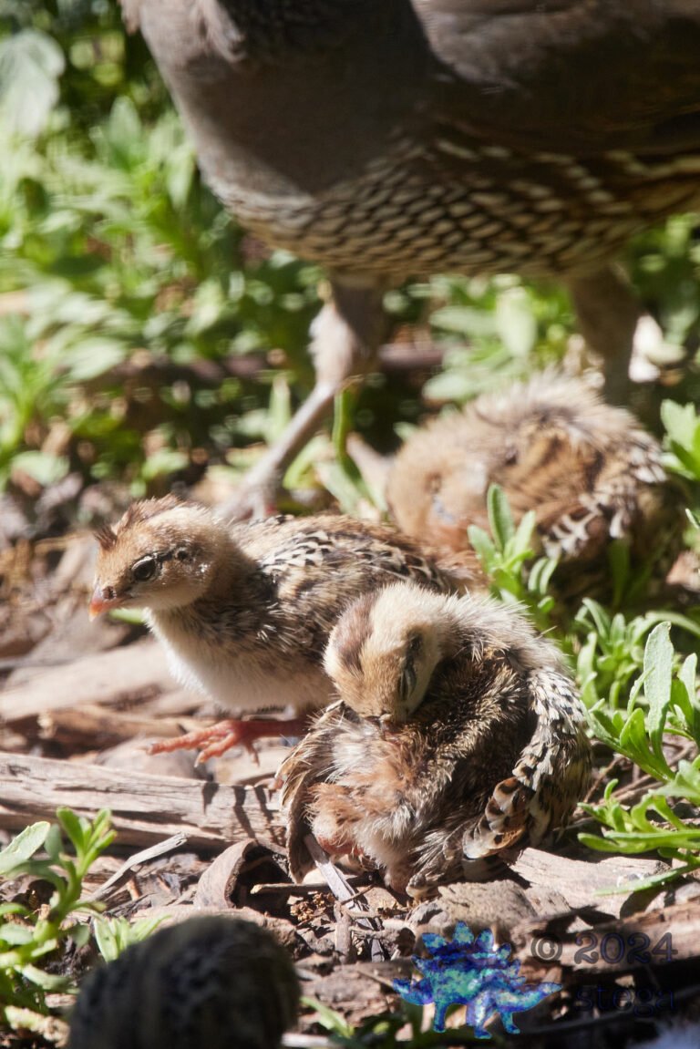 California Quail