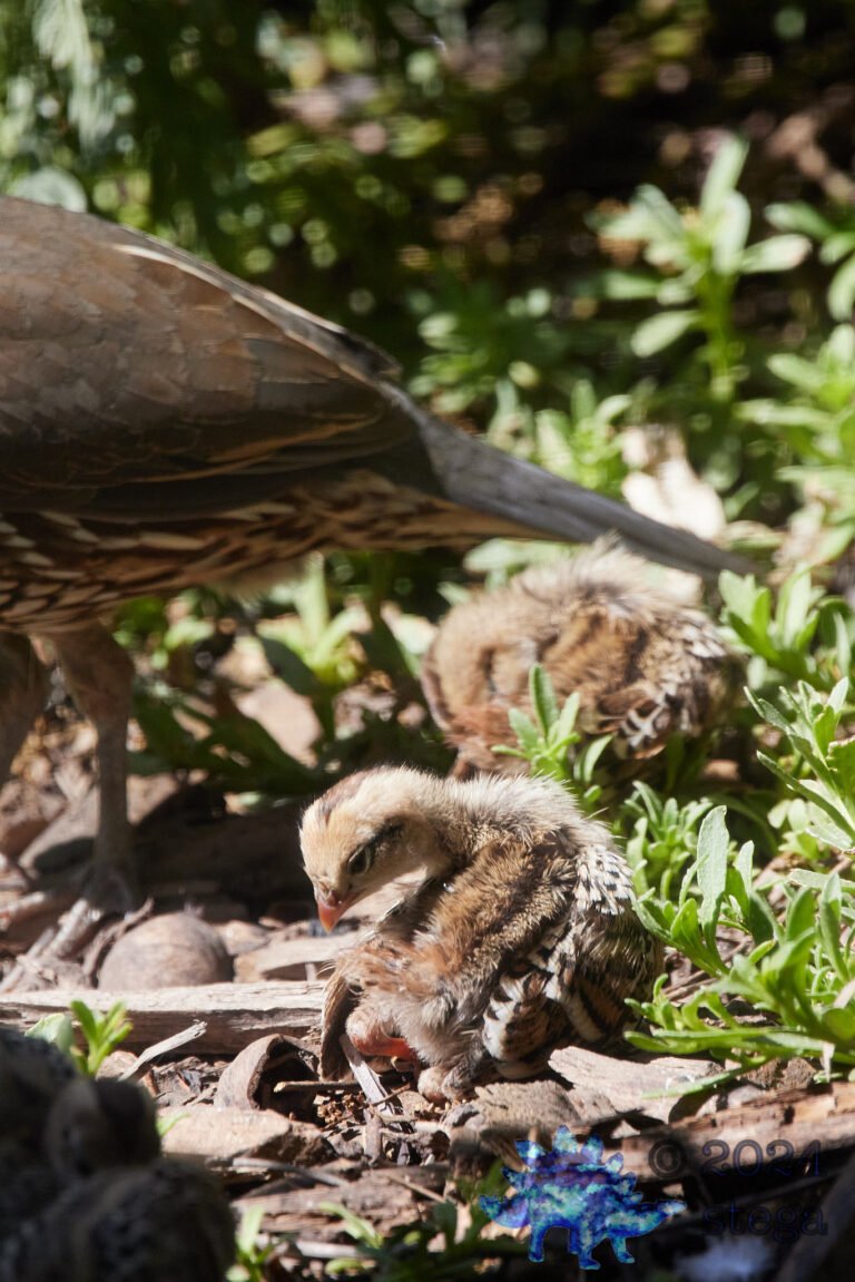 California Quail
