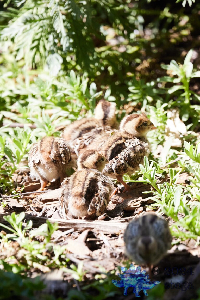 California Quail