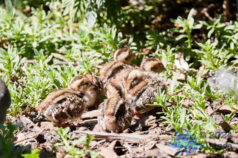 California Quail