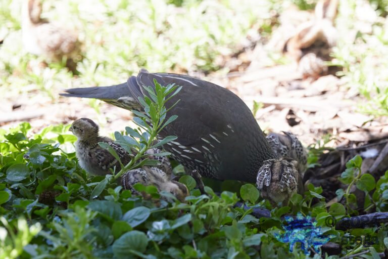 California Quail