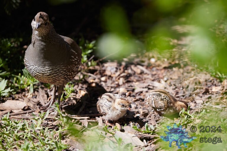 California Quail