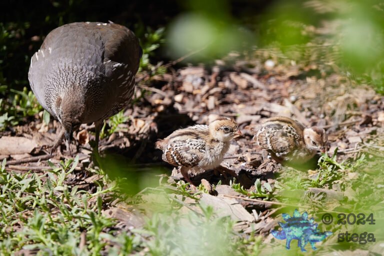 California Quail