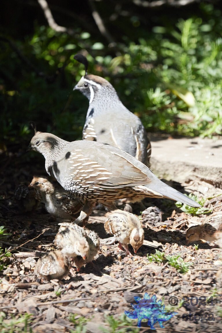 California Quail