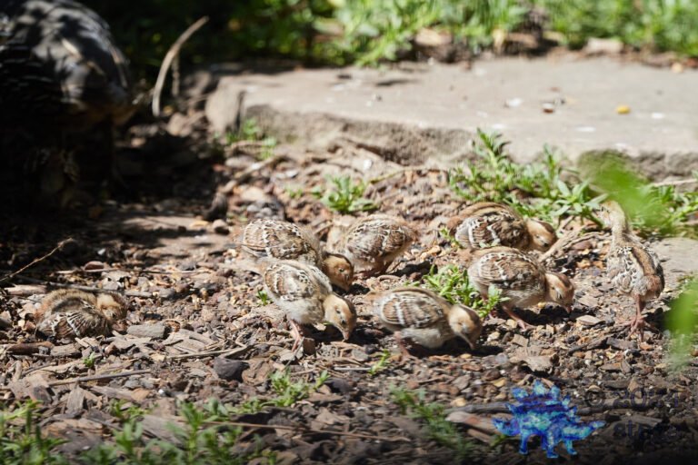 California Quail