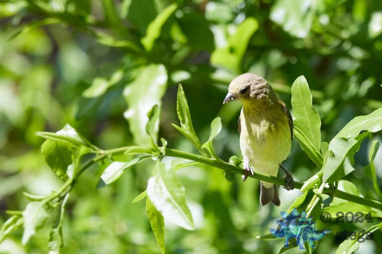California Scrub Jay