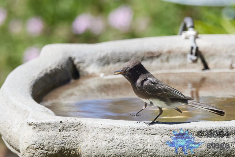 Black Phoebe