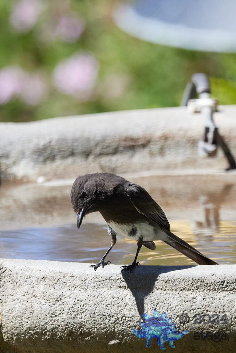 Black Phoebe