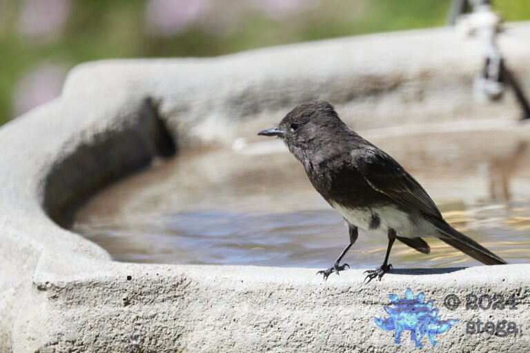Black Phoebe