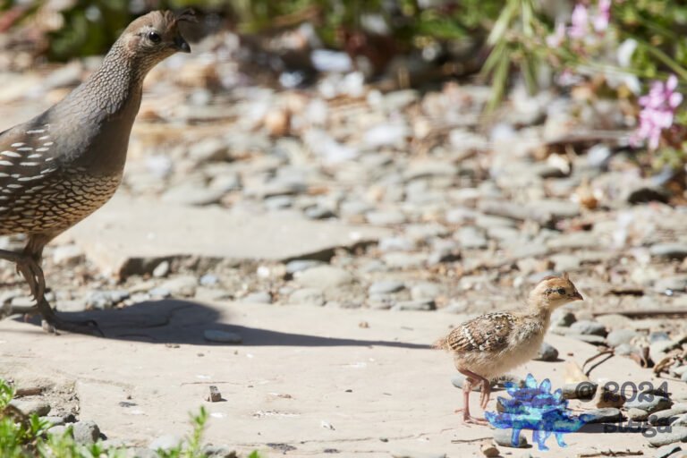 California Quail