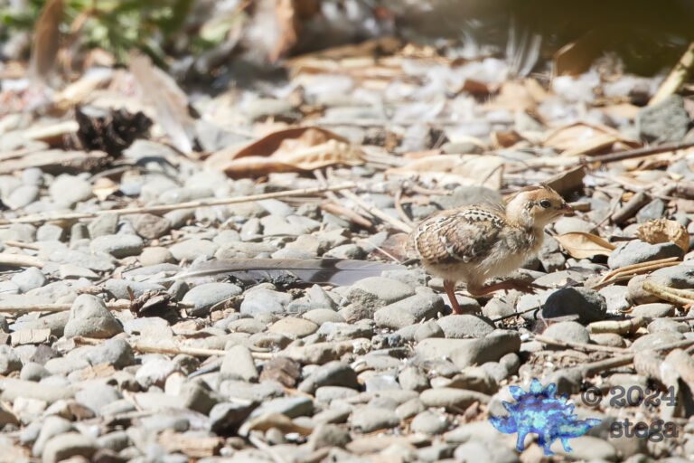 California Quail