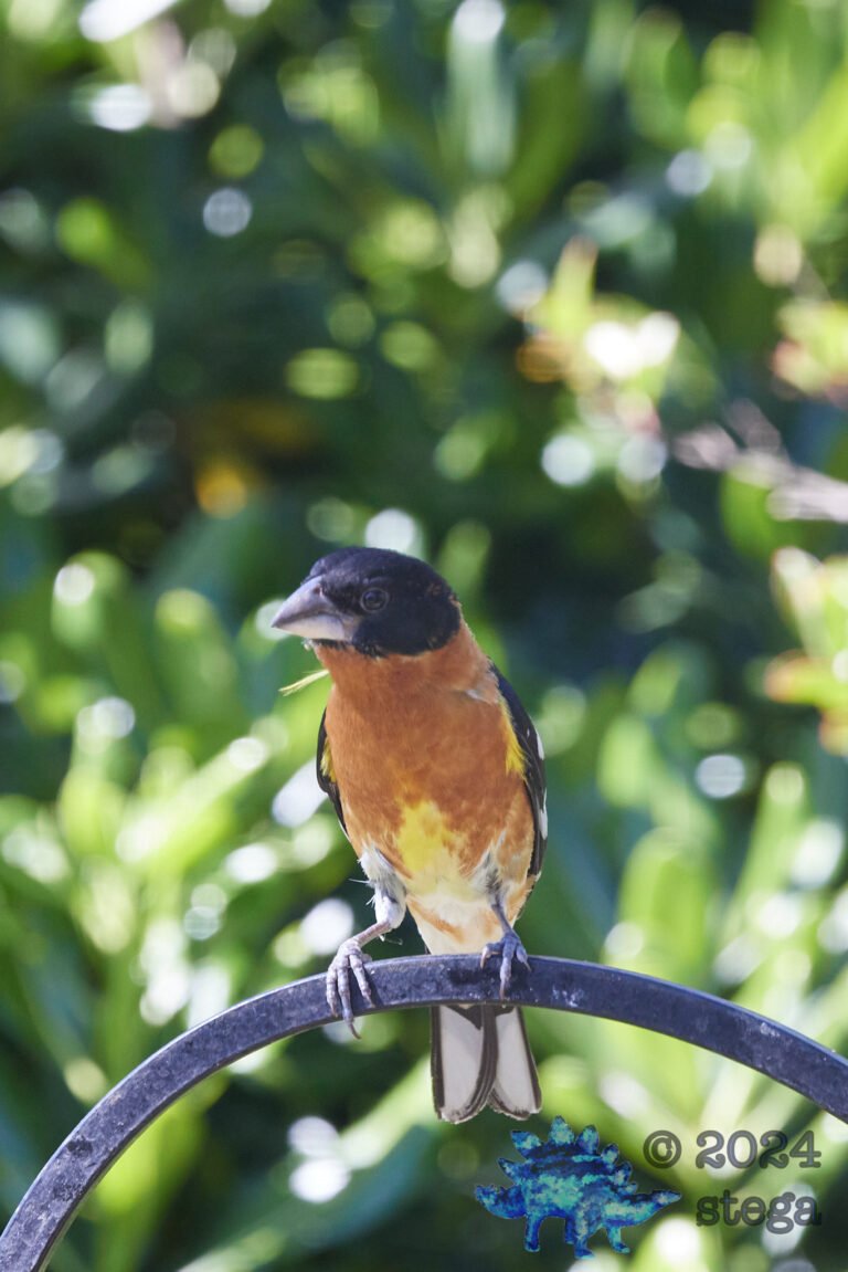 Black-Headed Grossbeak