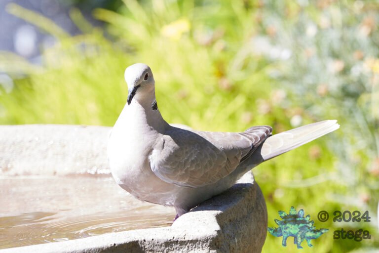 Eurasian Collared Dove