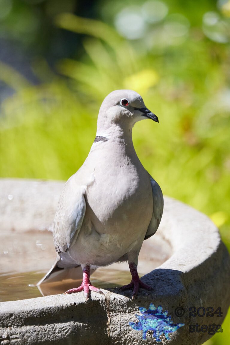 Eurasian Collared Dove