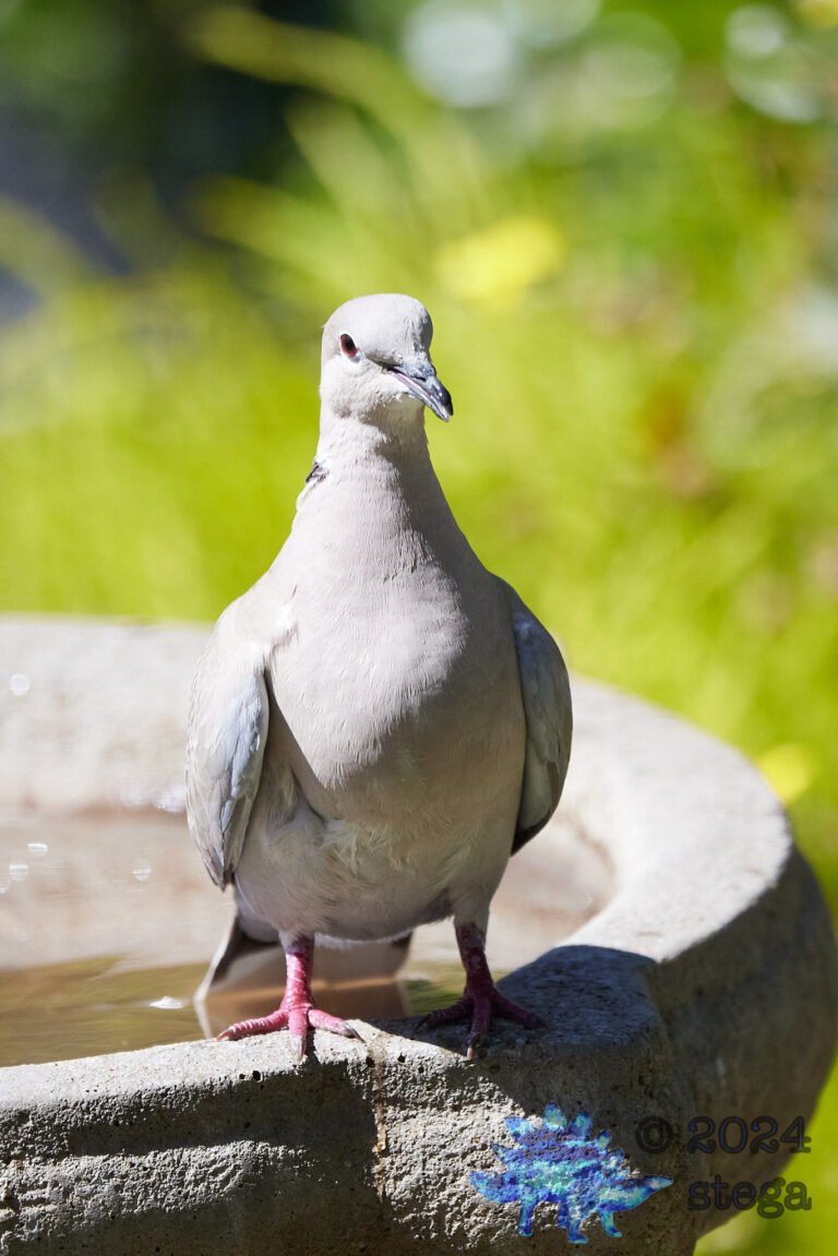 Eurasian Collared Dove