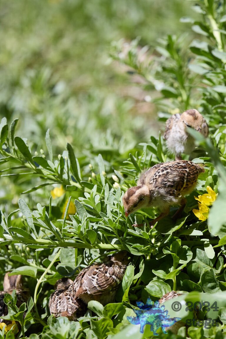 California Quail