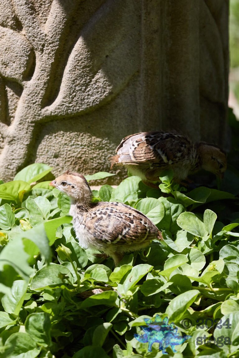 California Quail