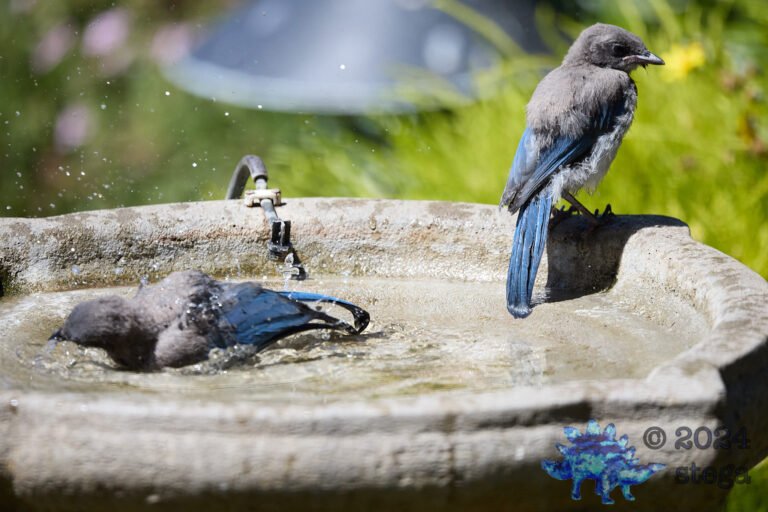 California Scrub Jay