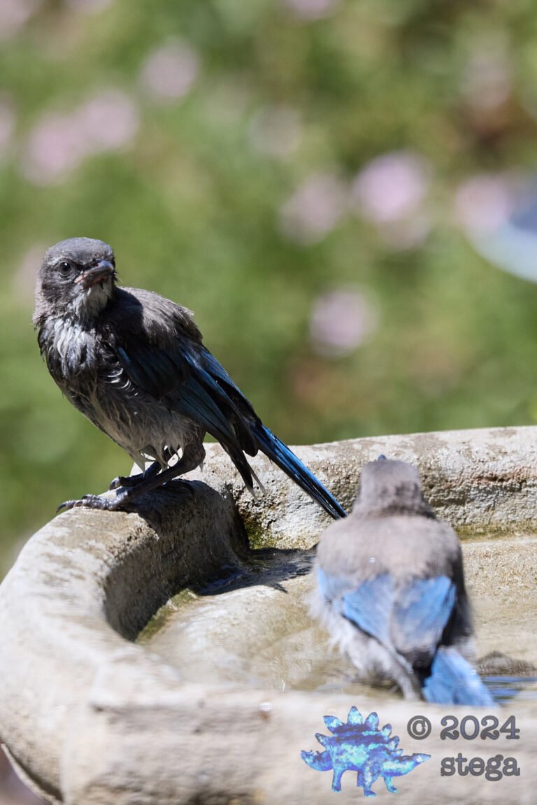 California Scrub Jay Week