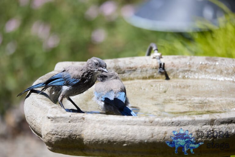 California Scrub Jay Week