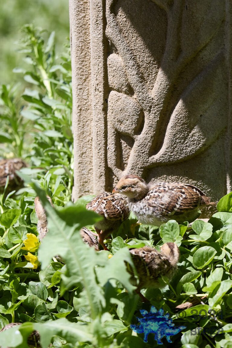 California Quail