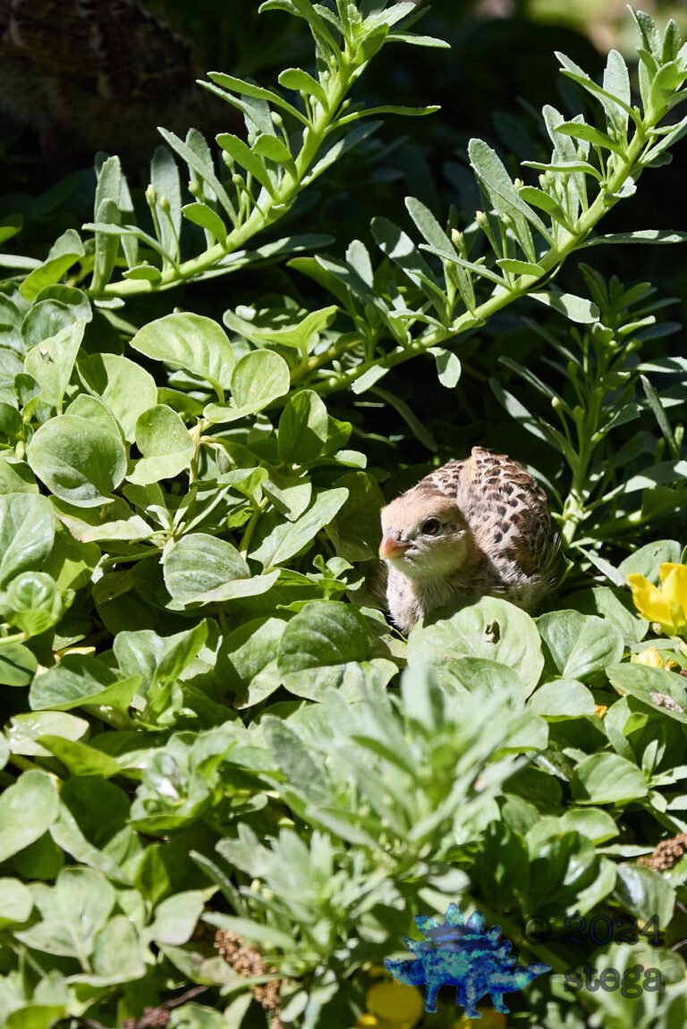 California Quail