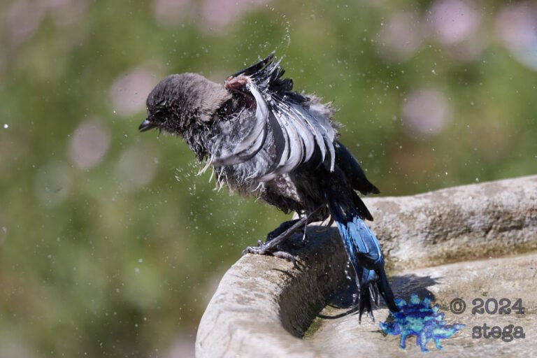 California Scrub Jay Week