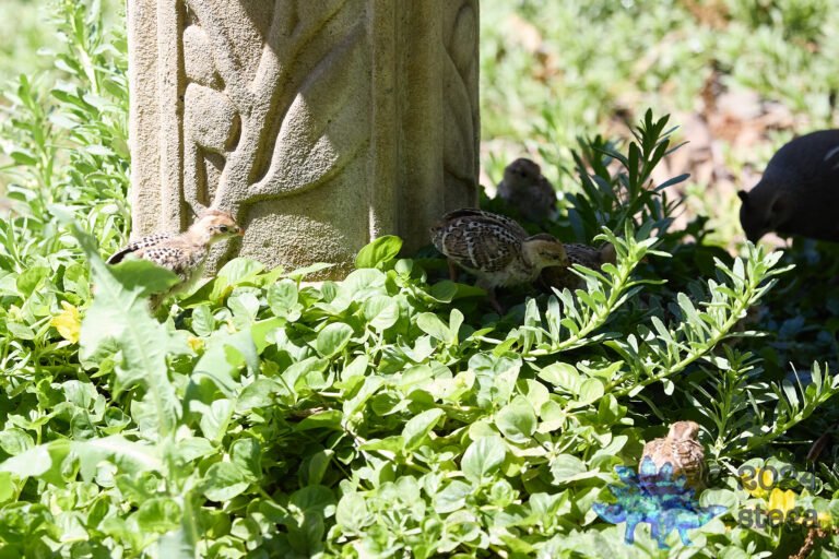 California Quail