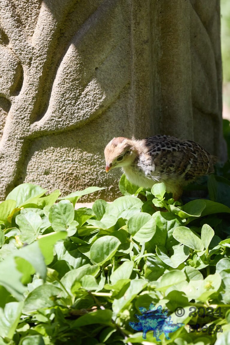 California Quail
