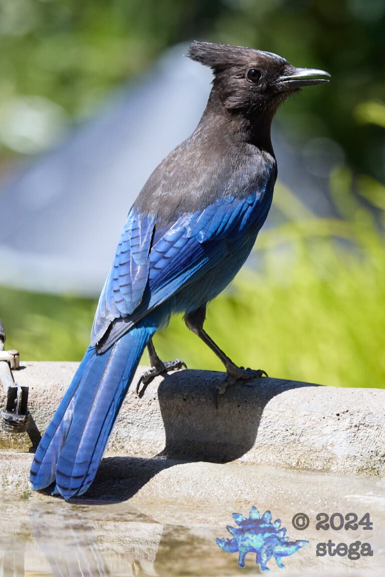 Steller’s Jay