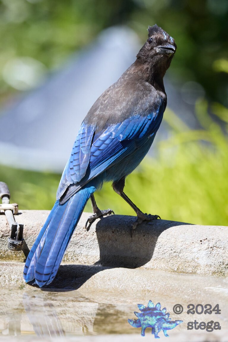 Steller’s Jay