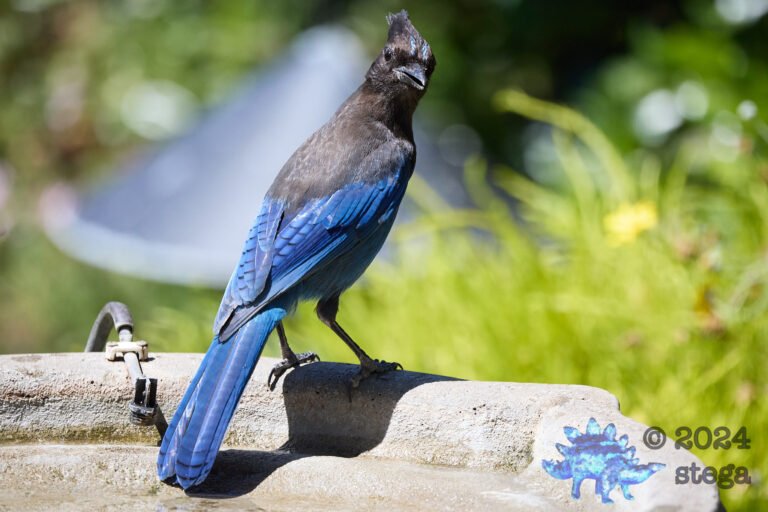 Steller’s Jay