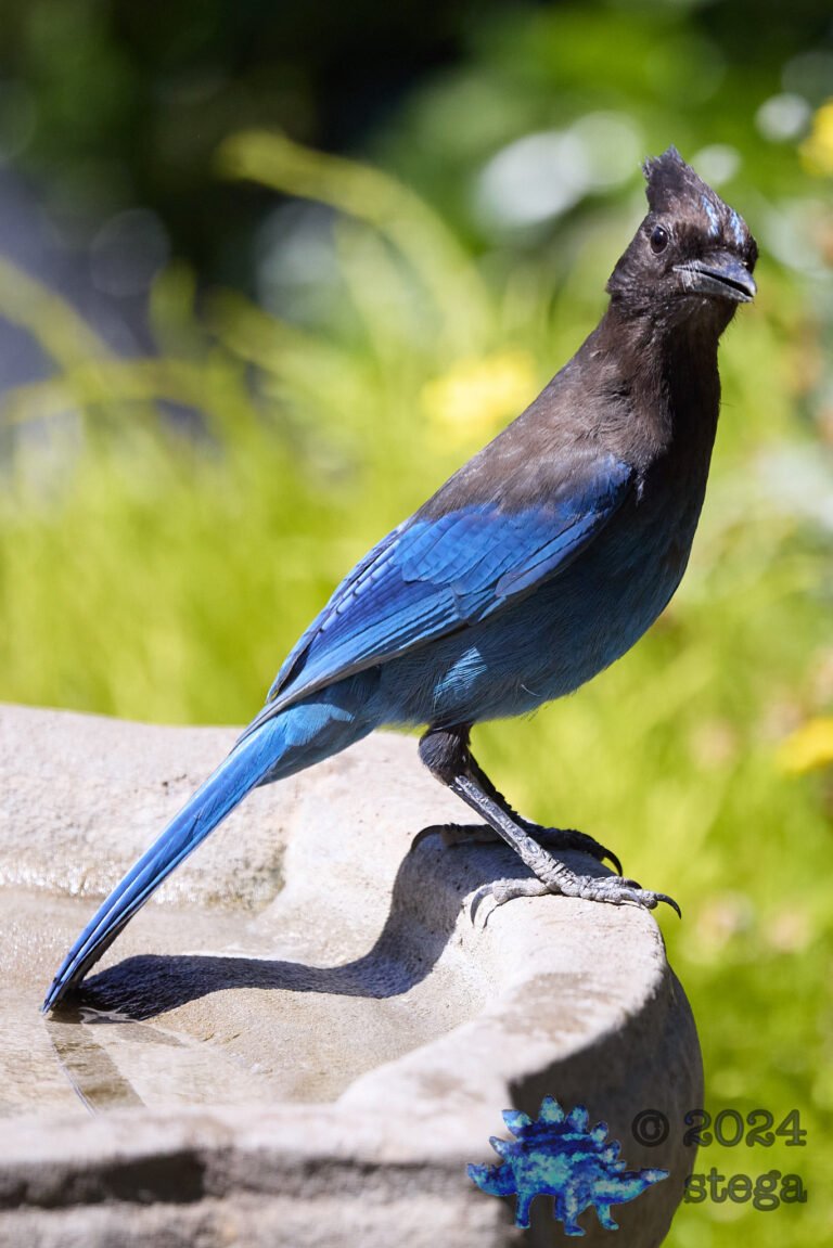 Steller’s Jay