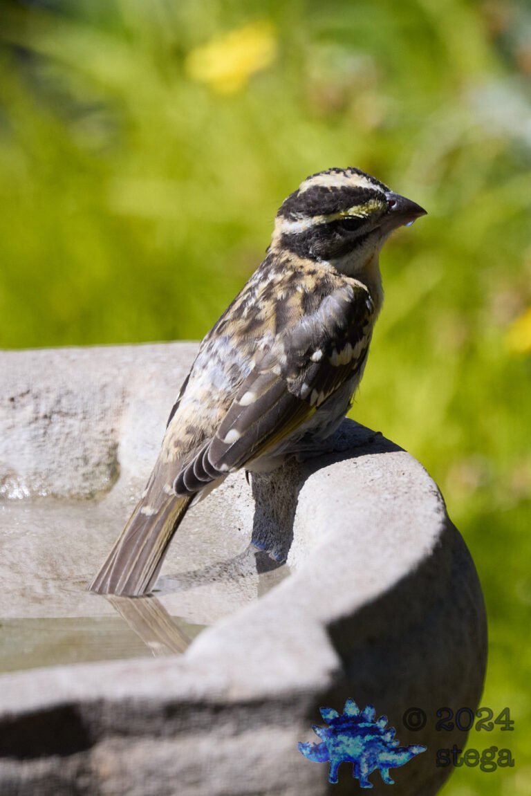 Black-Headed Grosbeak