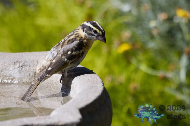 Black-Headed Grosbeak
