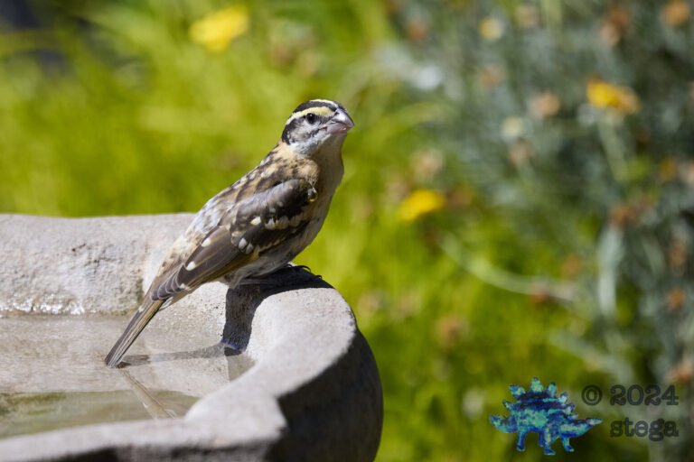 Black-Headed Grosbeak