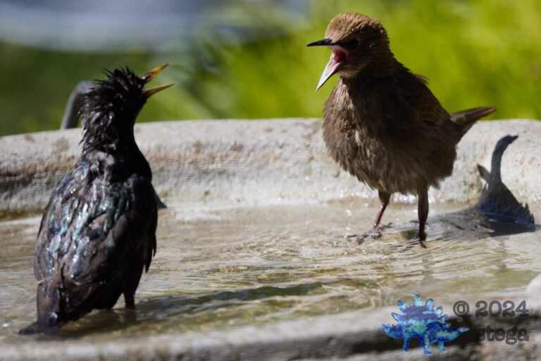 European Starling