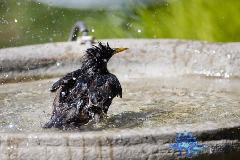 European Starling