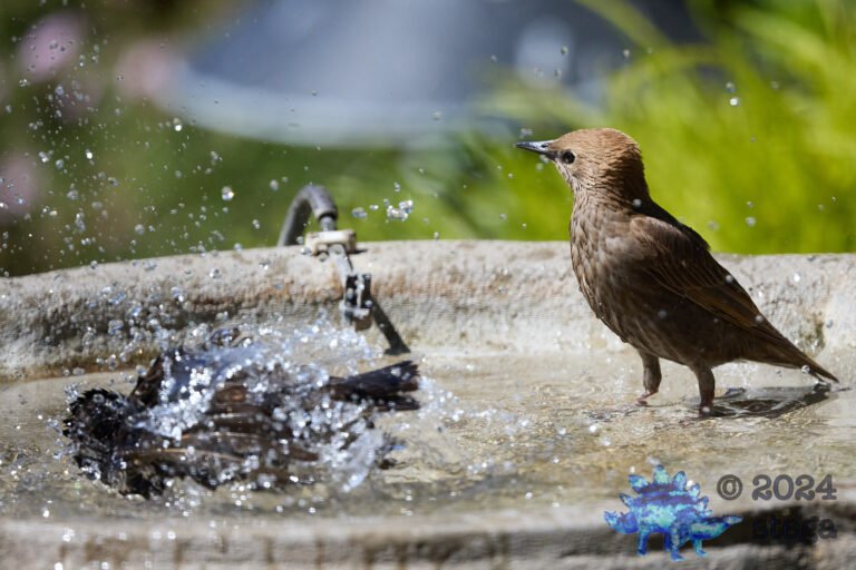 European Starling