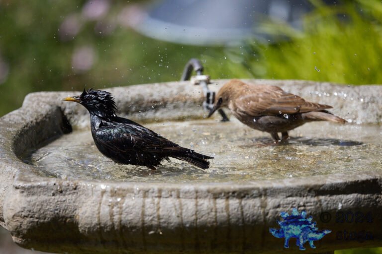 European Starling