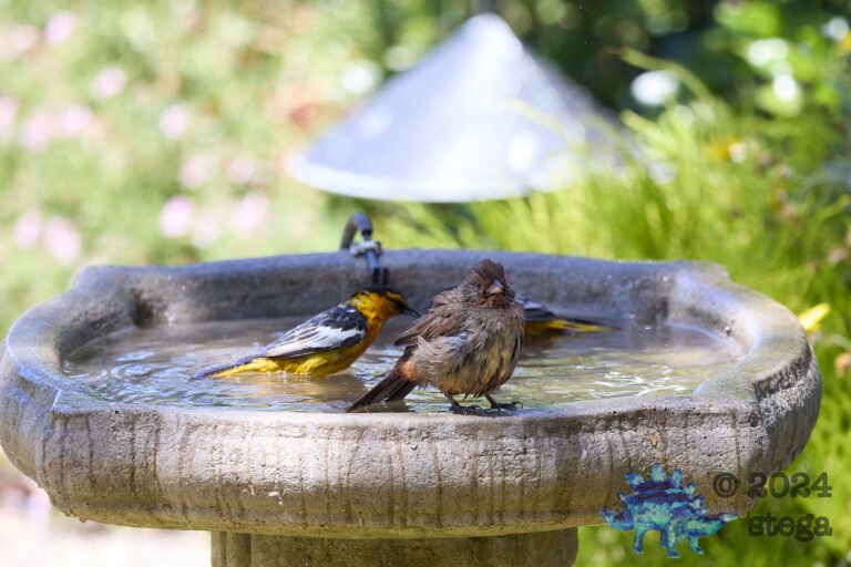 California Towhee with Orioles