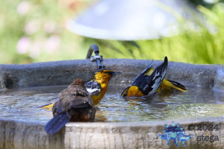 Bullock’s Orioles