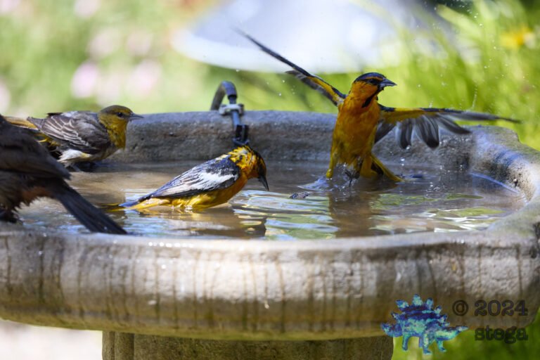 Bullock’s Orioles